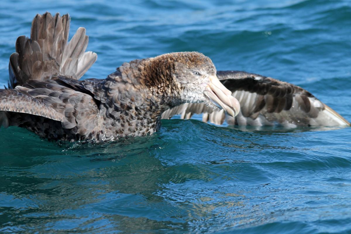 Northern Giant Petrel (Macronectes halli)